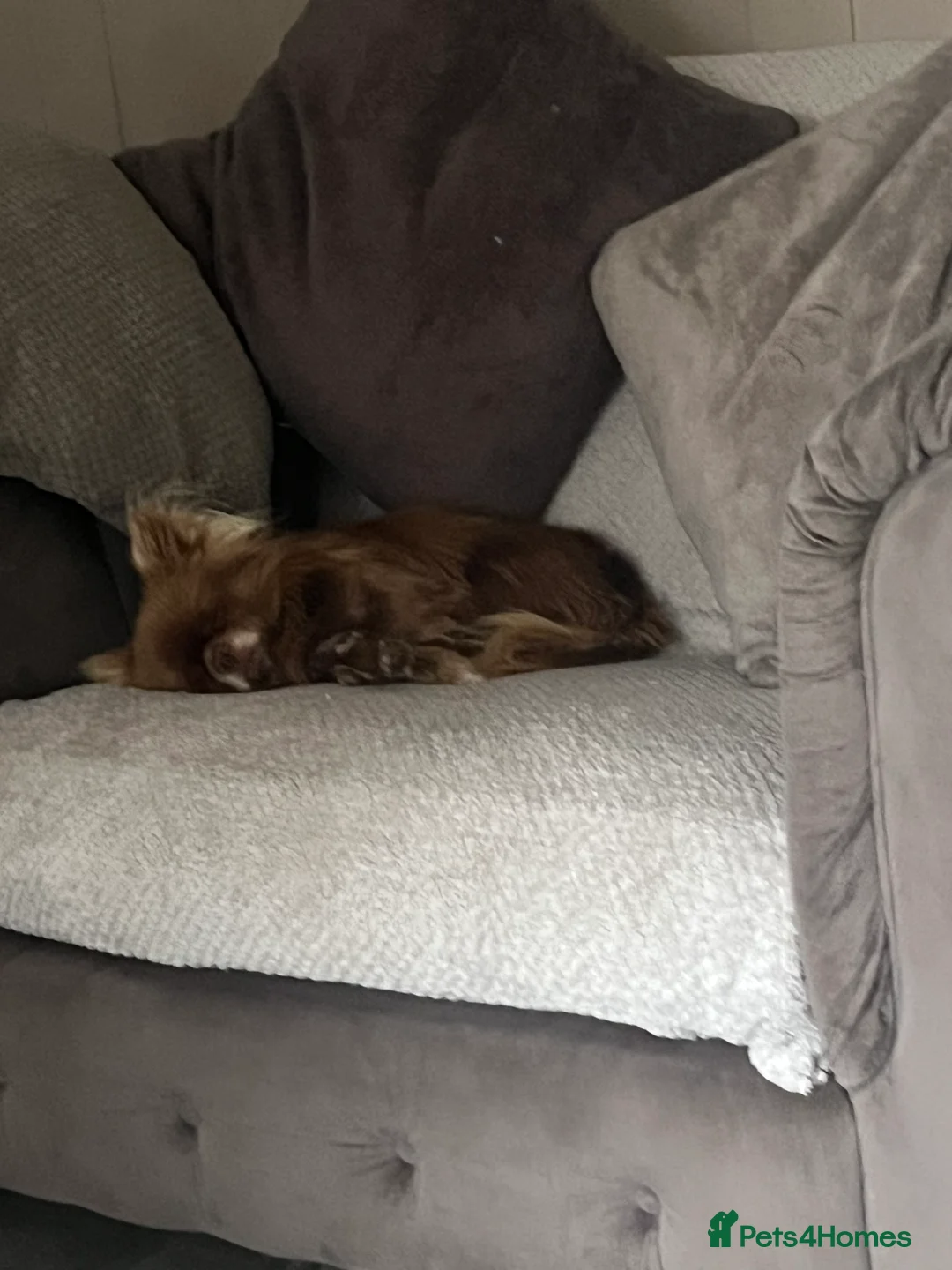 Chihuahua dogs for stud: KC Reg Chihuahua Stud in Stourbridge - Advert 9