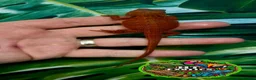 Bearded Dragon reptiles for sale: Holdback Release at HT exotics!!  in Scunthorpe - Advert 3