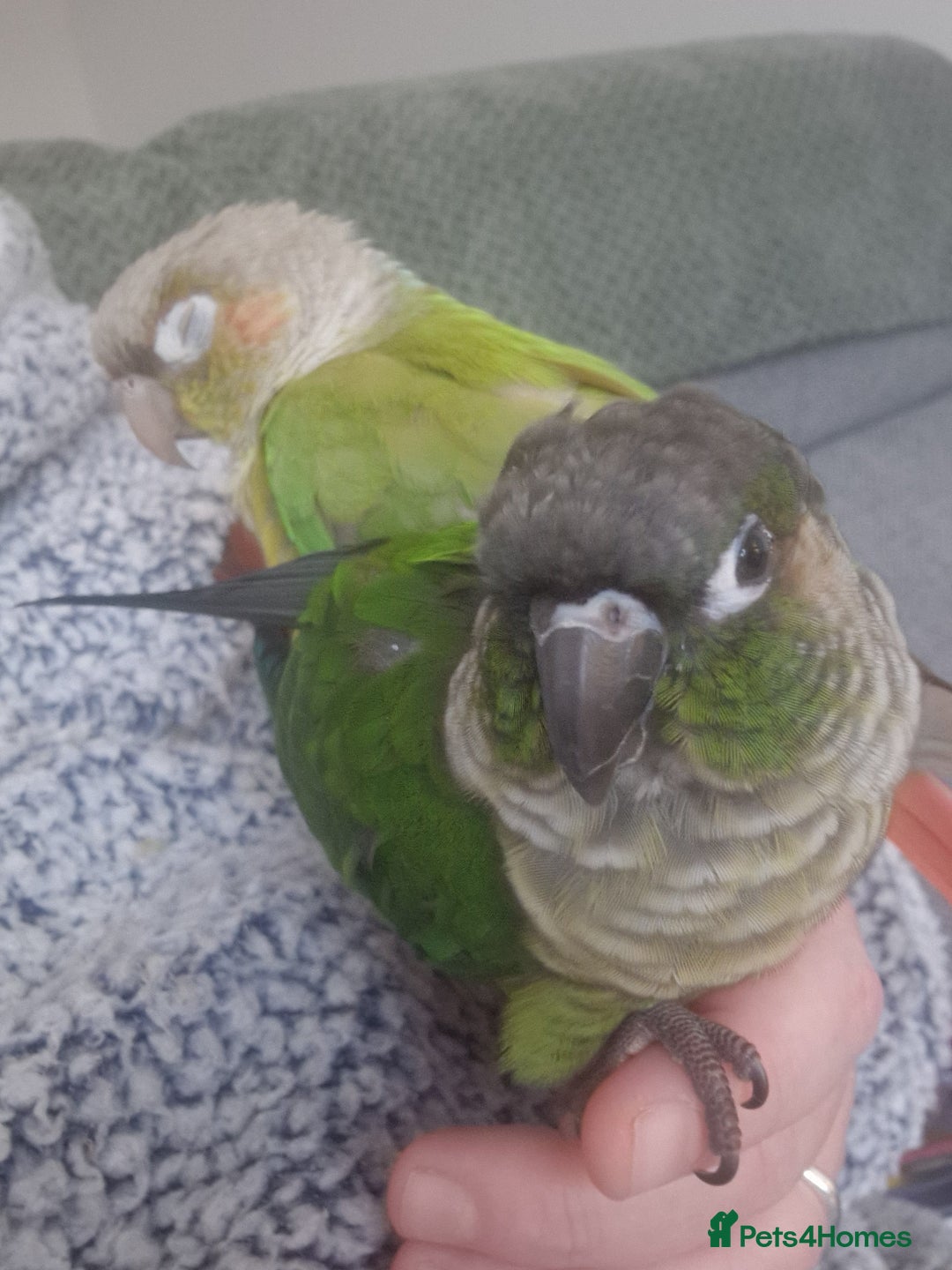 Conures birds for sale: Female conure 5 Months Old - Advert 6