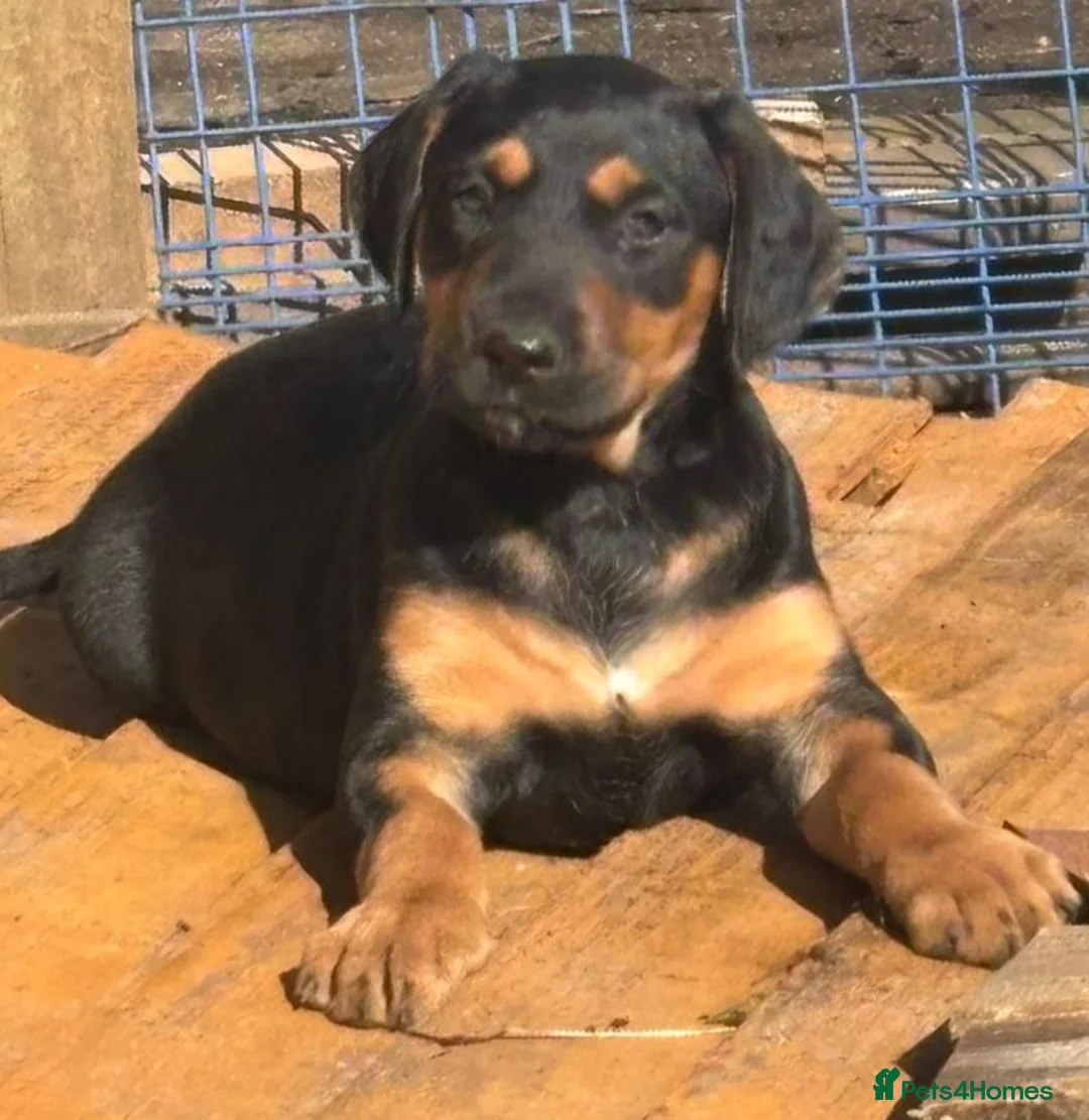 Mixed Breed dogs for sale: Lurcher x dobermen in Doncaster - Advert 20