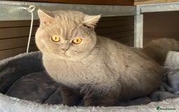 British Shorthair cats for sale:  Lilac British Shorthair Unneutered Male - Image 1
