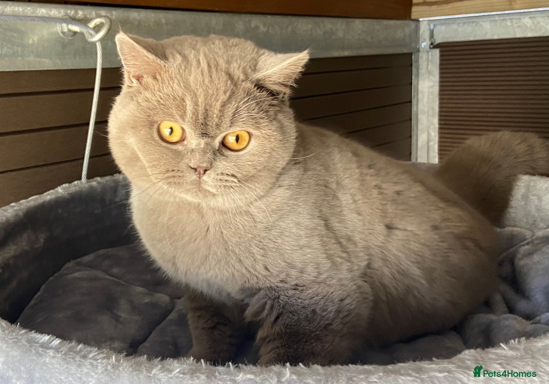British Shorthair cats for sale:  Lilac British Shorthair Unneutered Male - Image 1
