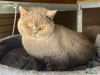British Shorthair cats - Advert 22