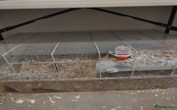 Gerbil rodents for sale: MALE GERBIL WITH CAGE - Image 4