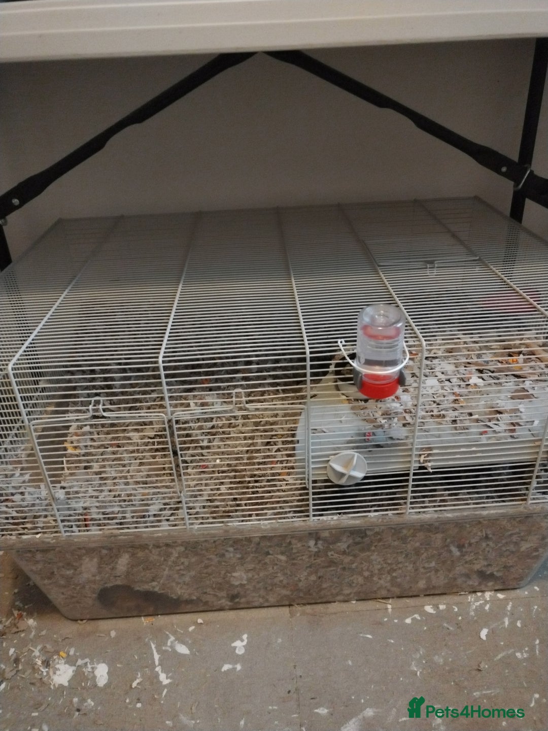Gerbil rodents for sale: MALE GERBIL WITH CAGE - Image 4