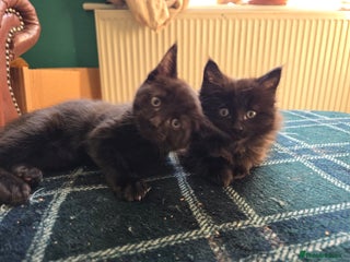 Mixed Breed cats - Advert 34