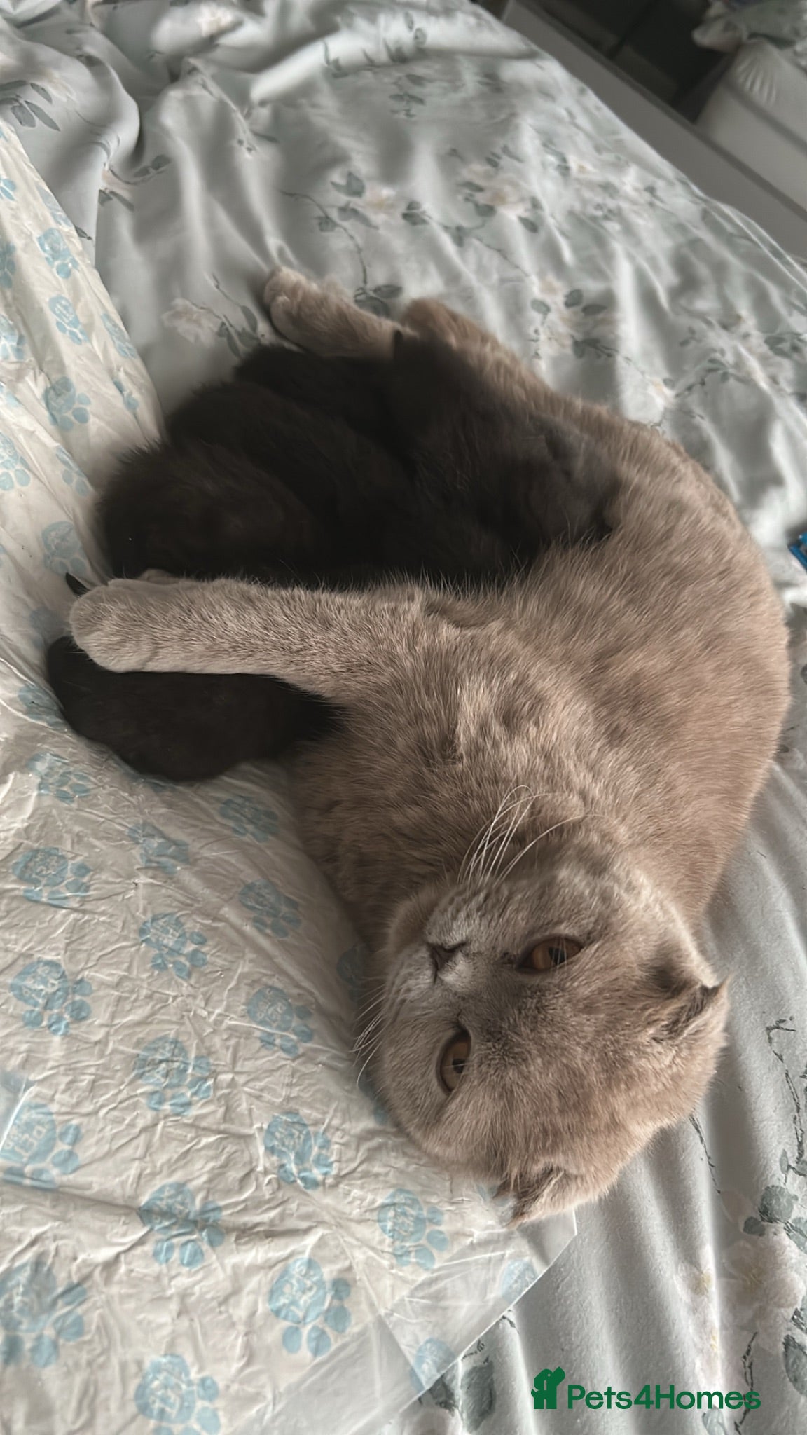 Scottish Fold cats Scottish fold boy - Advert 3