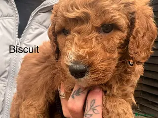 Cockapoo dogs Red F2b cockapoos - Advert 12