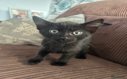 Mixed Breed cats for sale: 2 black kittens for sale. - Advert 6