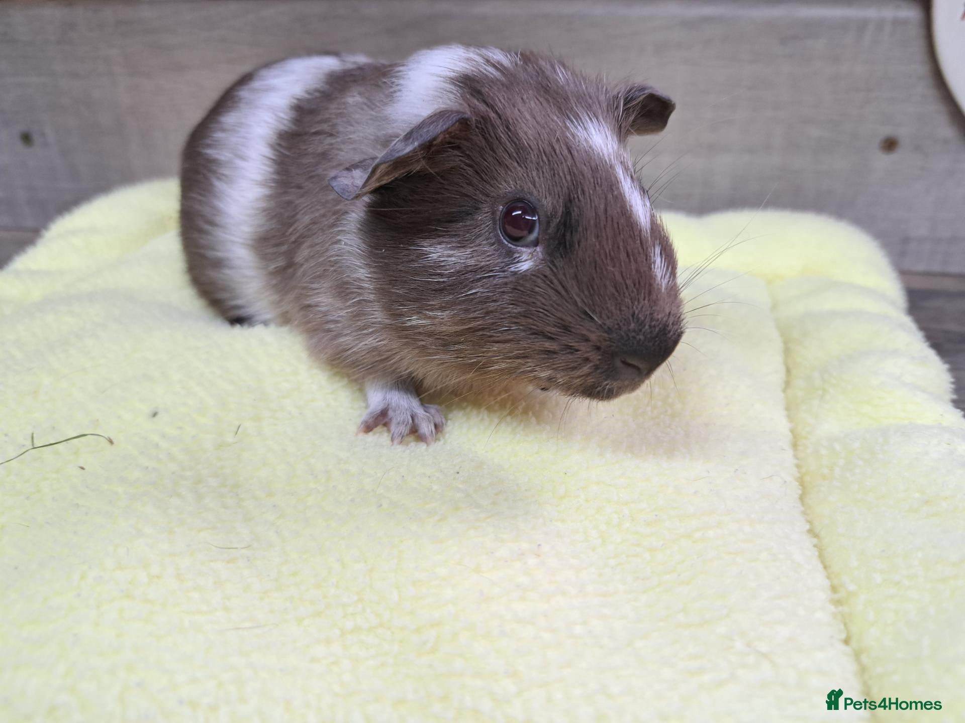 Guinea Pig rodents Male Baby Guinea Pig - Leeds Area - Advert 1