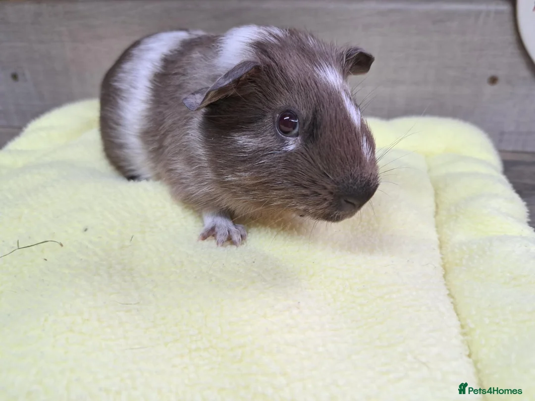 Guinea Pig rodents for sale: Male Baby Guinea Pig - Leeds Area - Advert 1