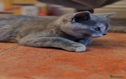 Scottish Fold cats for sale: Only 1 🐱 left.Scottish fold x BSH kittens - Image 17