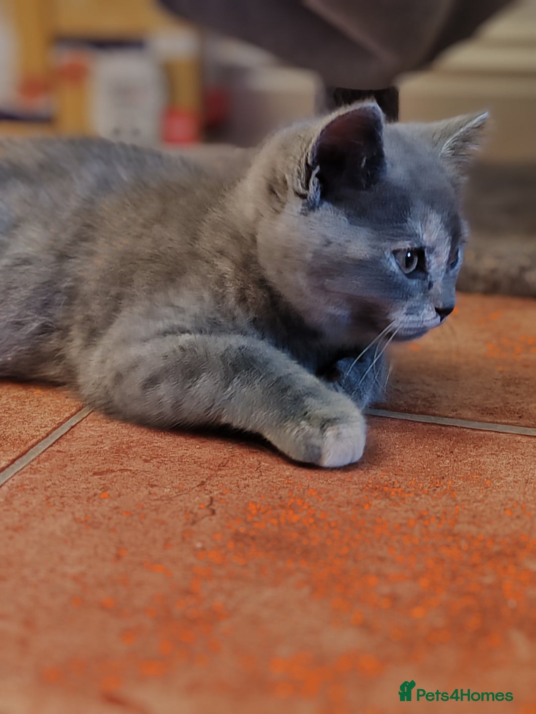Scottish Fold cats for sale: Only 1 🐱 left.Scottish fold x BSH kittens - Image 17