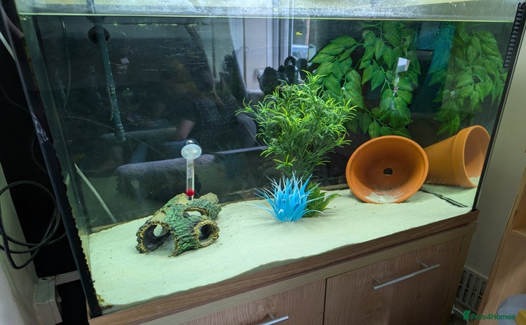 Axolotl reptiles - Advert 2