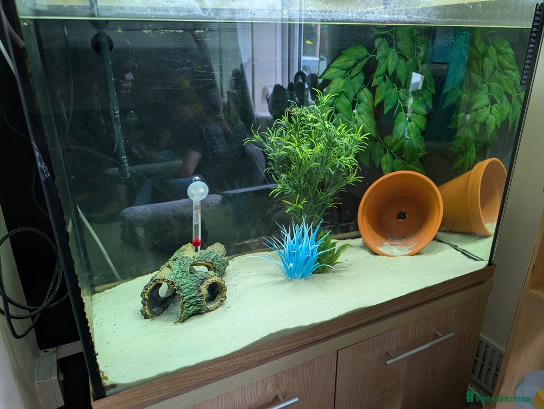 Axolotl reptiles for sale: Axolotl and Set up - Image 1