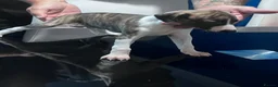 Whippet dogs for sale: whippet pups in Tredegar - Advert 11