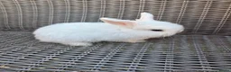 Mini Lop rabbits for sale: Mini lops  - Advert 4