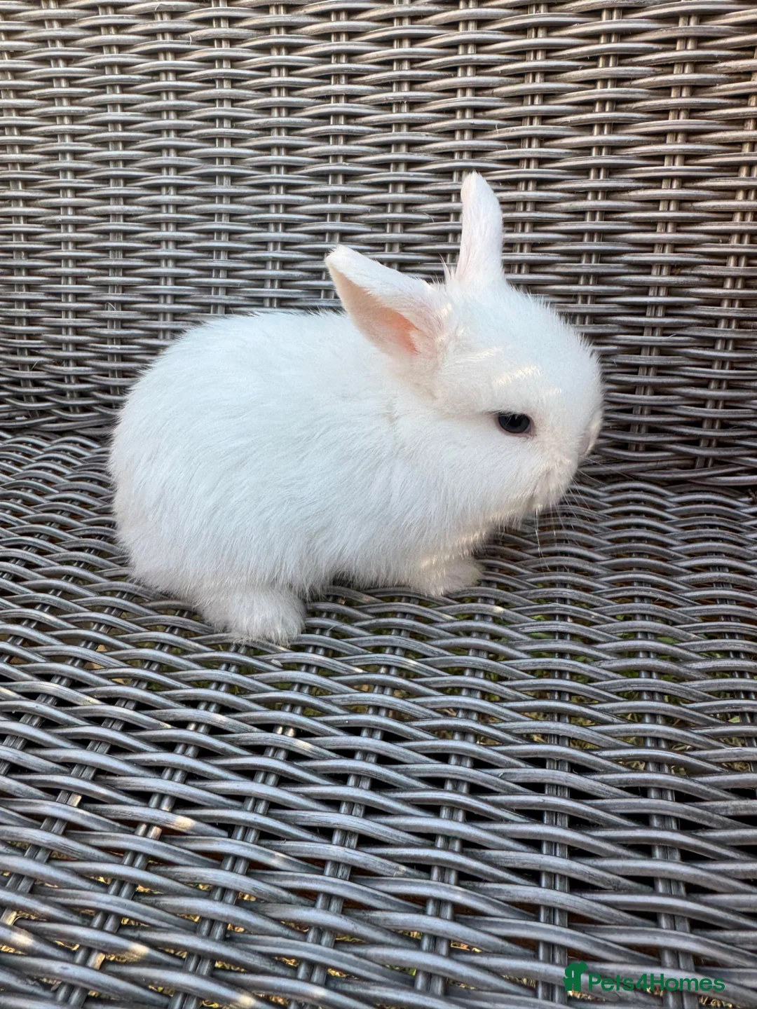 Mini Lop rabbits for sale: Mini lops  - Advert 4
