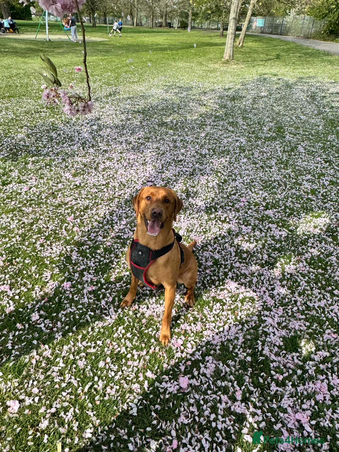 Labrador Retriever dogs for stud: Ronnie  - Advert 4