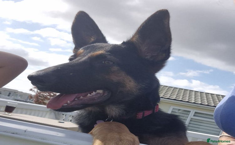 German Shepherd dogs - Advert 4