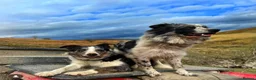 Border Collie dogs for sale: Beautiful Border Collies, proven agility obedience - Advert 8