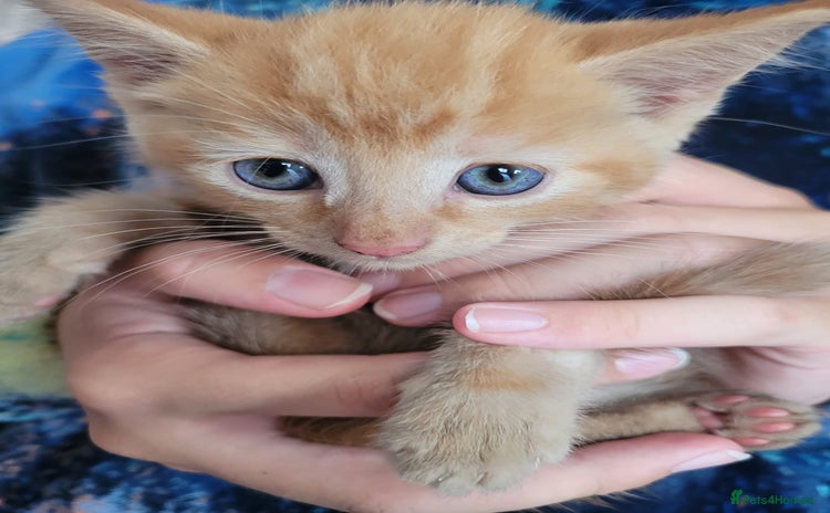 Mixed Breed cats - Advert 4