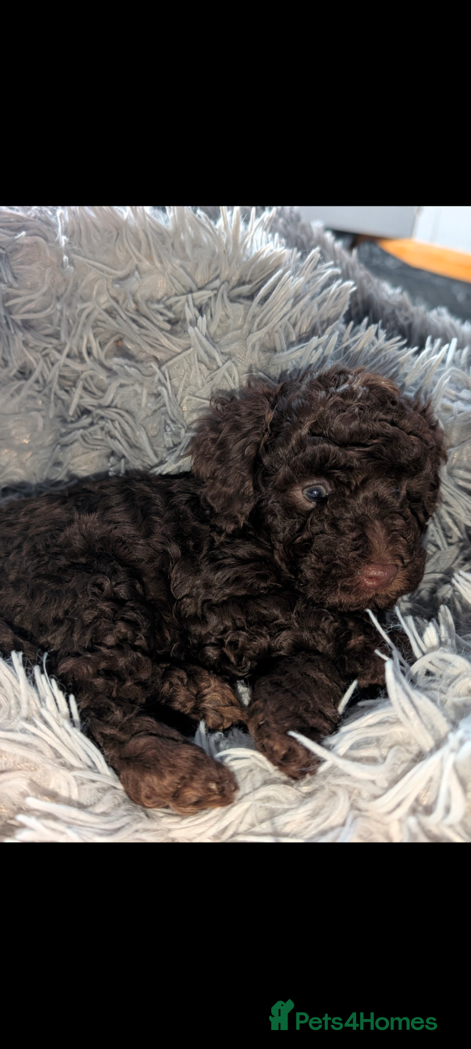 Labradoodle dogs 🐾Stunning adorable F1BB Mini Labradoodle Pups🐾  - Advert 1