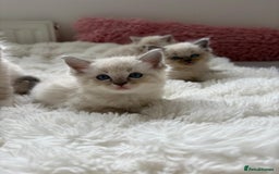 Ragdoll cats for sale: ✨ Blue pointed Ragdoll Kittens – Ready Soon ✨ - Image 7