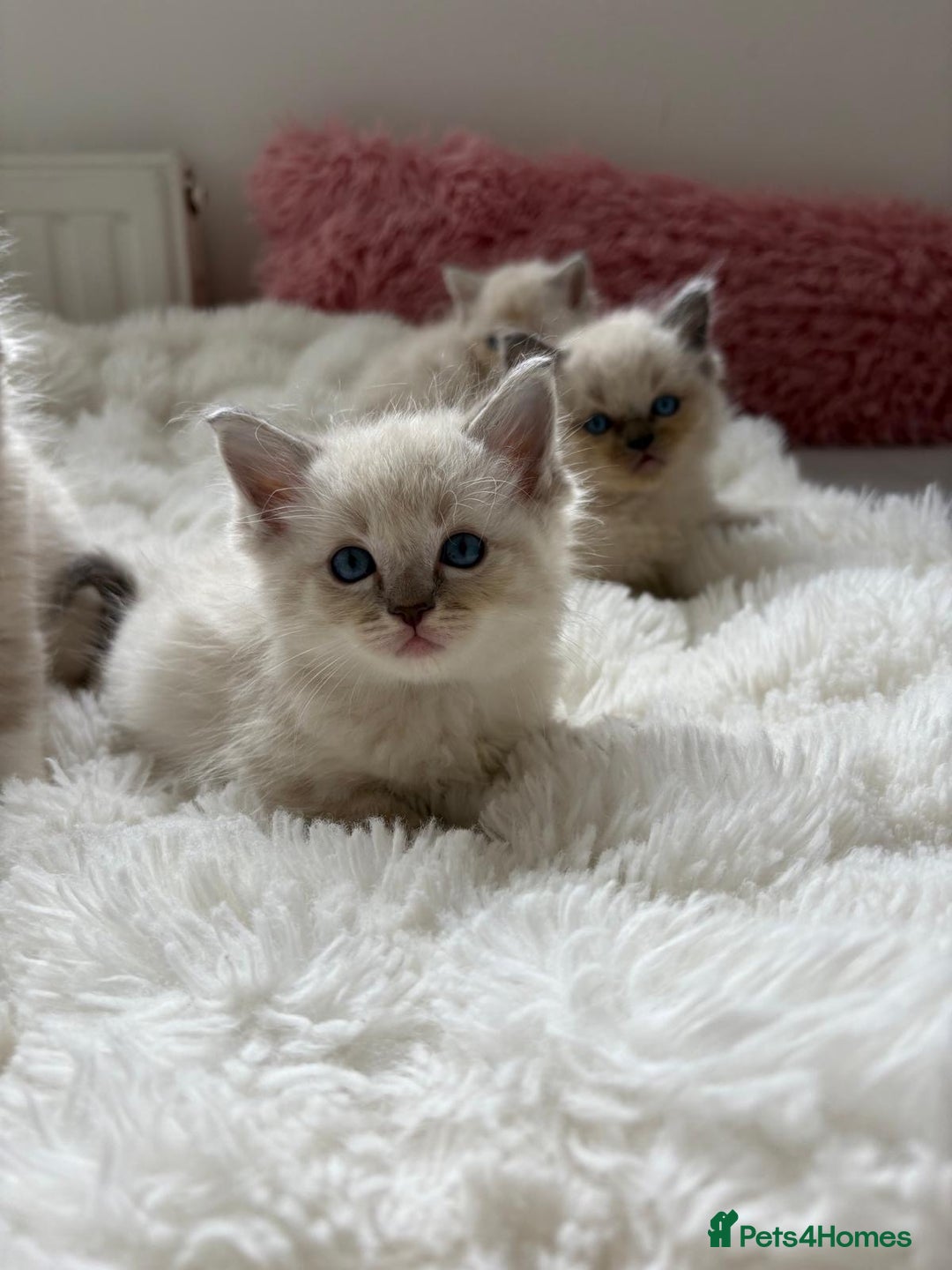 Ragdoll cats for sale: ✨ Blue pointed Ragdoll Kittens – Ready Soon ✨ - Image 7