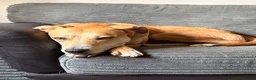 Mixed Breed dogs for sale: 2 year old whippet cross  in Christchurch - Advert 3