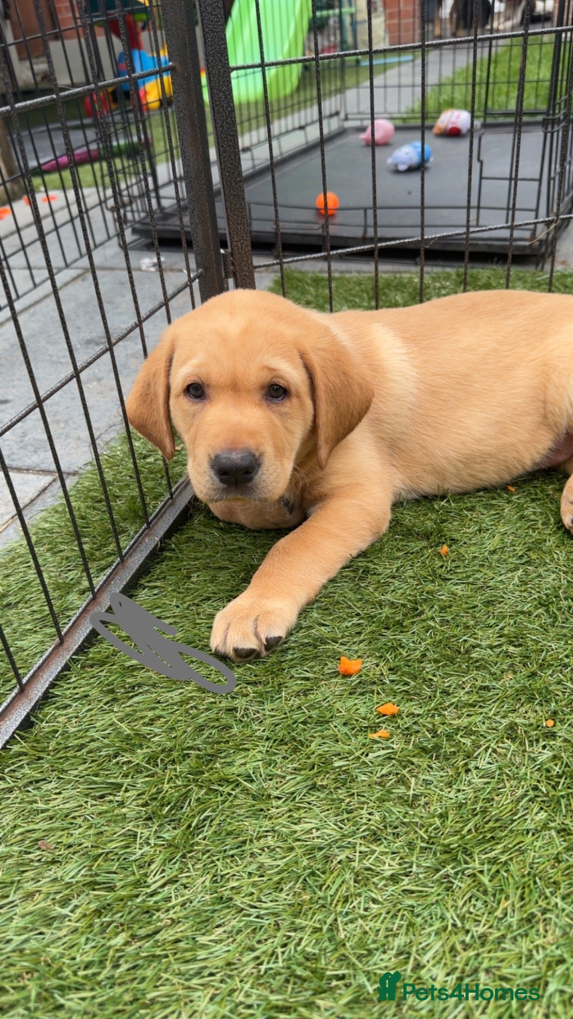 Labrador Retriever dogs Beautiful chunky yellow Labrador puppies  - Advert 1