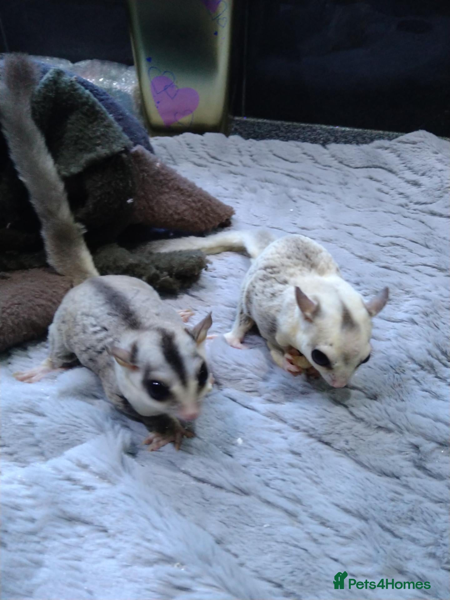 Sugar Glider rodents Stunning platinum male and white face female  - Advert 7