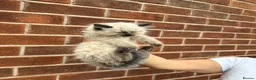 Ragdoll cats for sale: Ragdoll Kittens  - Advert 11