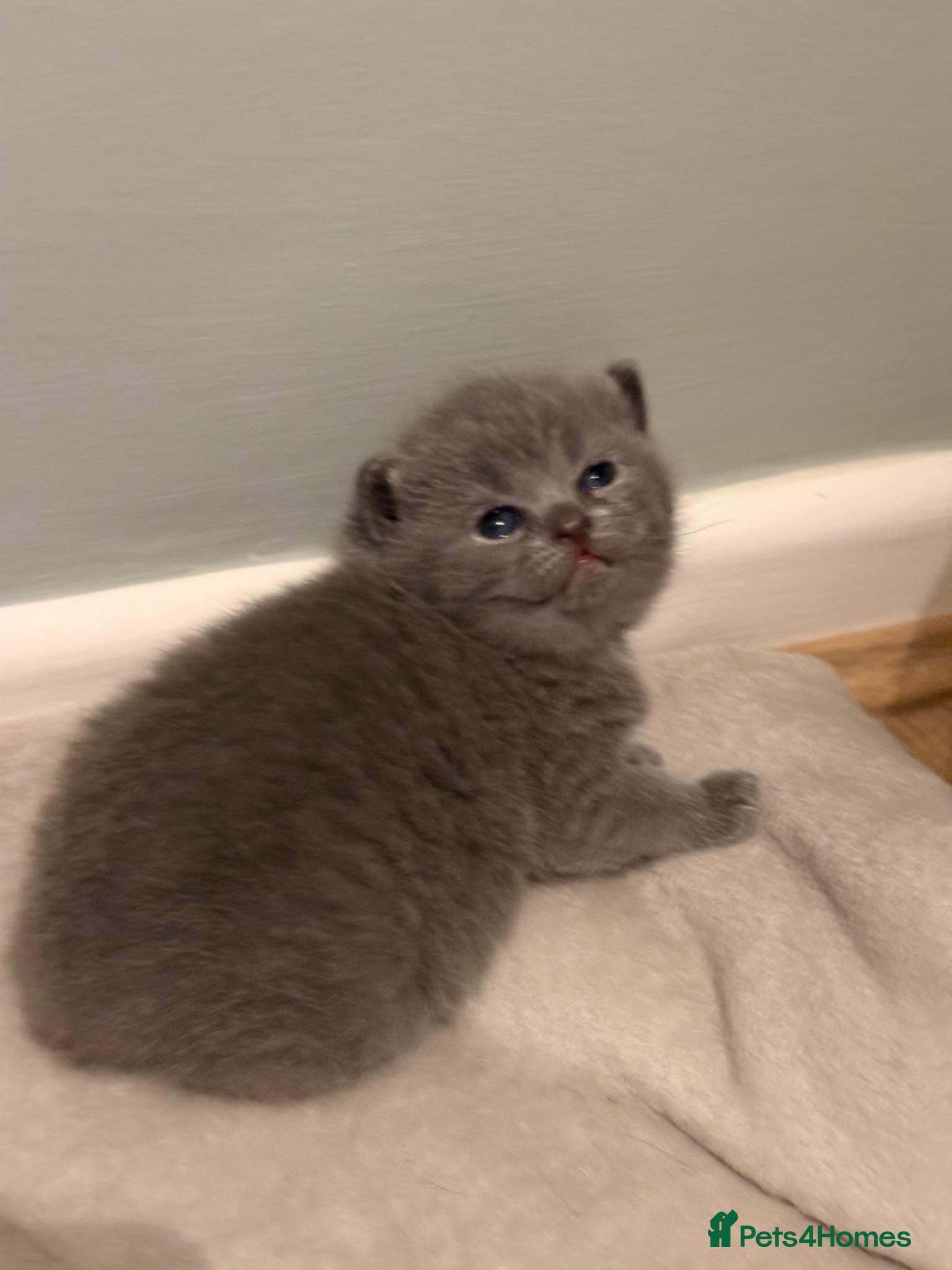 British Shorthair cats for sale: British Shorthair Kittens in Poole - Advert 8