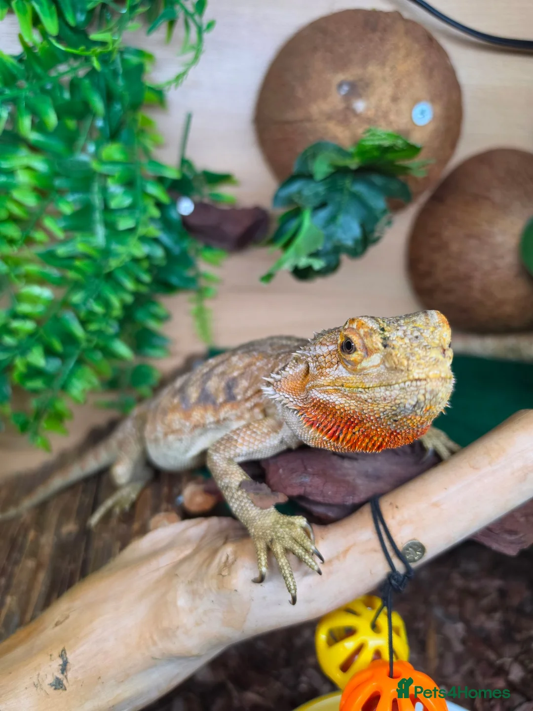 Bearded Dragon reptiles for sale: 3x Bearded dragons free to a good home  in Ludlow - Advert 1