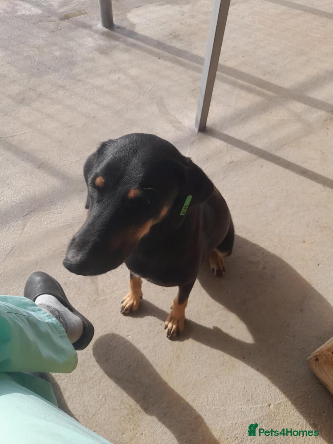 Mixed Breed dogs for adoption: Bella, 2 yrs old. Available for adoption. - Advert 5