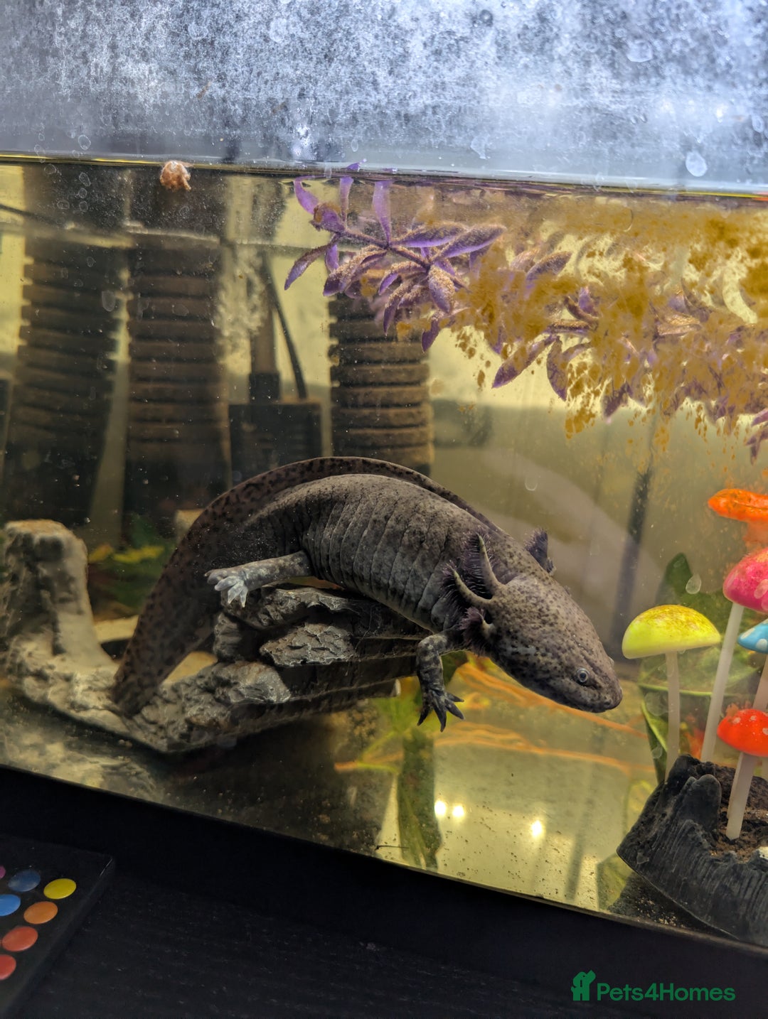 Other/Mixed Breed fish for sale: 3 female axolotl and tank.  - Image 4