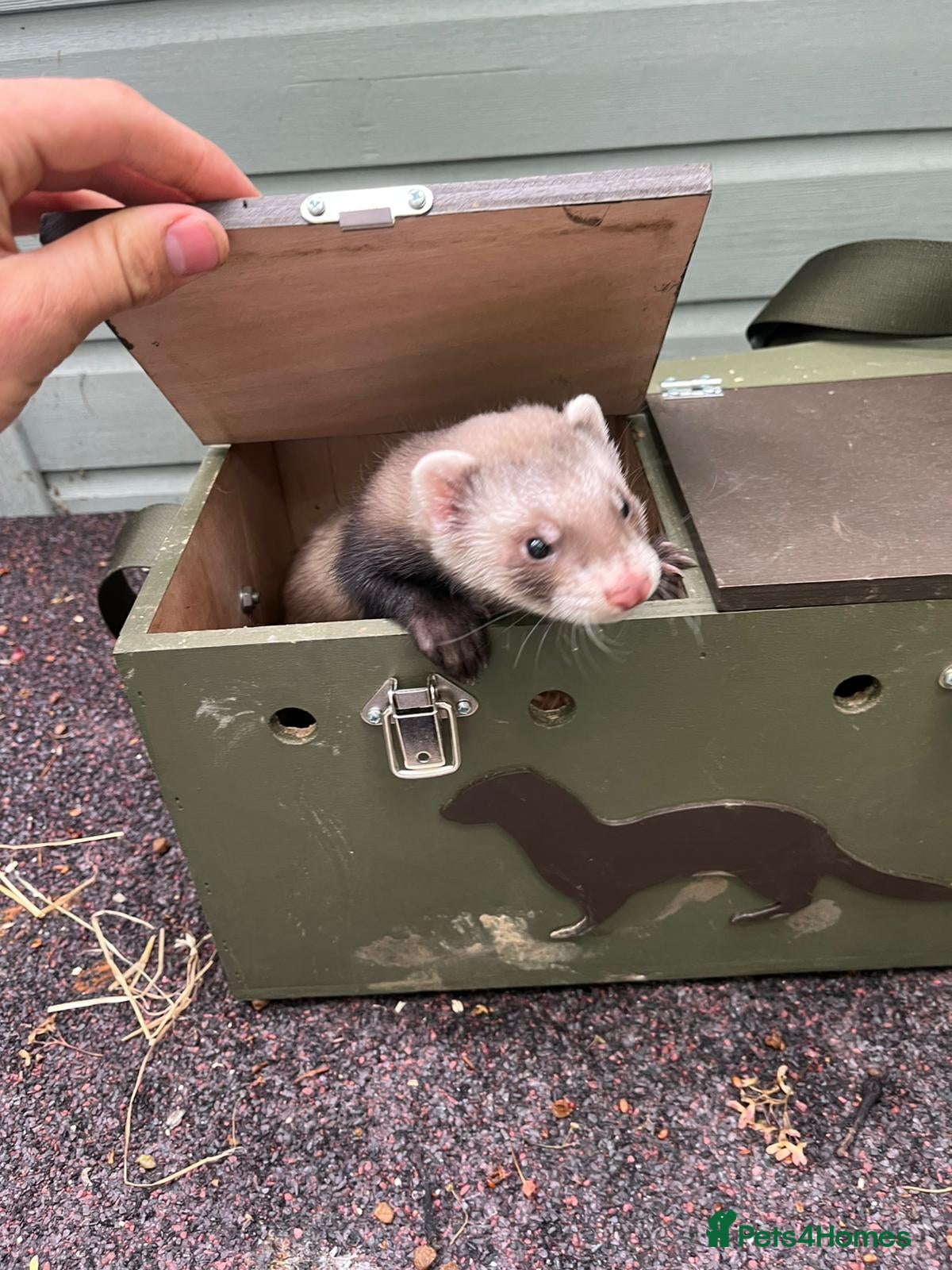 Ferret rodents for sale: Beautiful ferrets 9 weeks old  - Advert 3