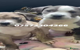 Mixed Breed dogs for sale: NORTH AMERICAN MASTIFF - Image 13