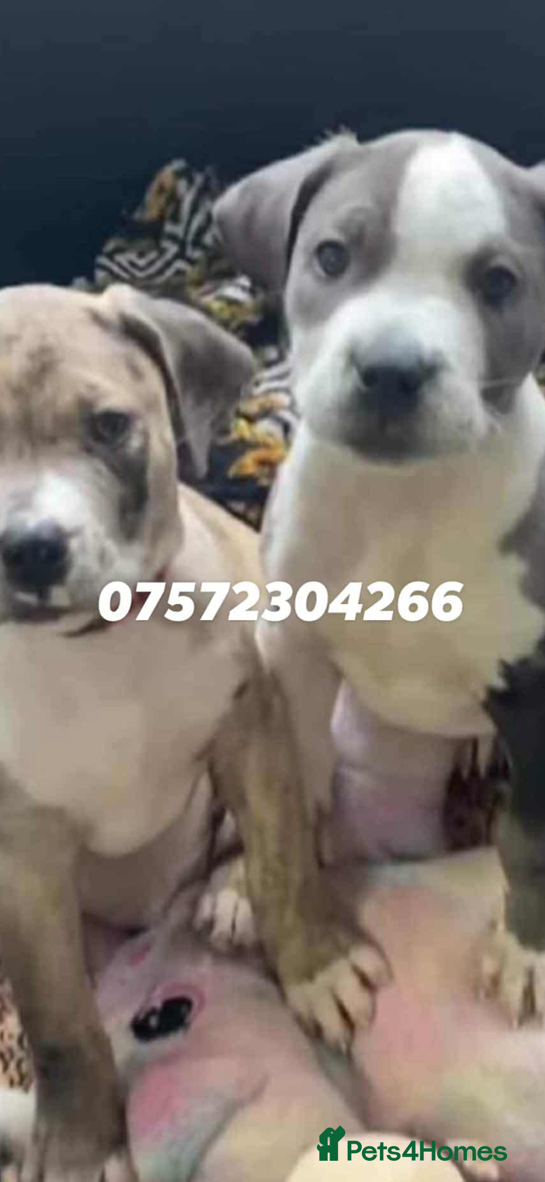Mixed Breed dogs for sale: NORTH AMERICAN MASTIFF - Image 13