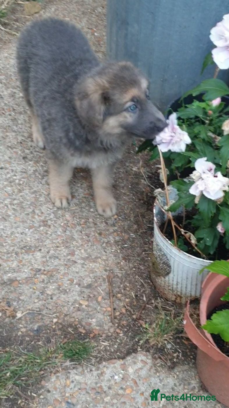 German Shepherd dogs German Shepherd puppies last one ready now26th Aug - Advert 1