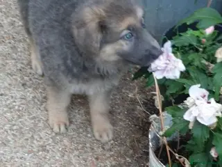 German Shepherd dogs German Shepherd puppies last one ready now26th Aug - Advert 1