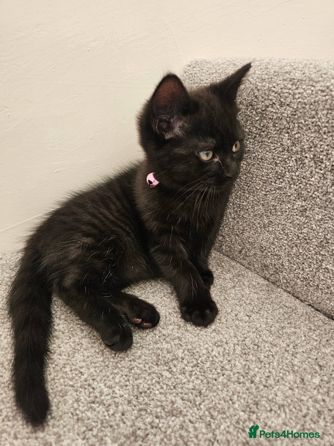 Ragdoll cats for sale: Ragdoll x Norwegian Forest Kittens - Advert 14