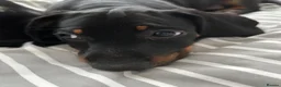 Dachshund dogs for sale:     Adorable Puppy Looking for a Loving Home - Advert 4