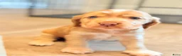 Cocker Spaniel dogs for sale: Show type cocker spaniels  - Advert 16