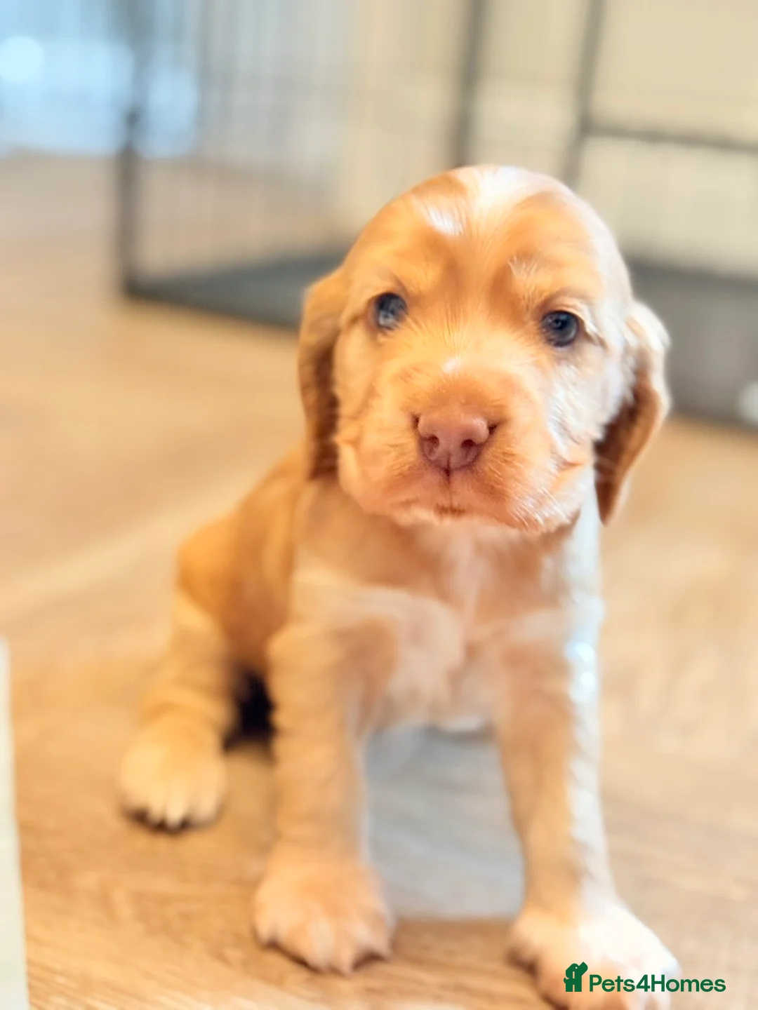 Cocker Spaniel dogs for sale: Show type cocker spaniels  - Advert 16