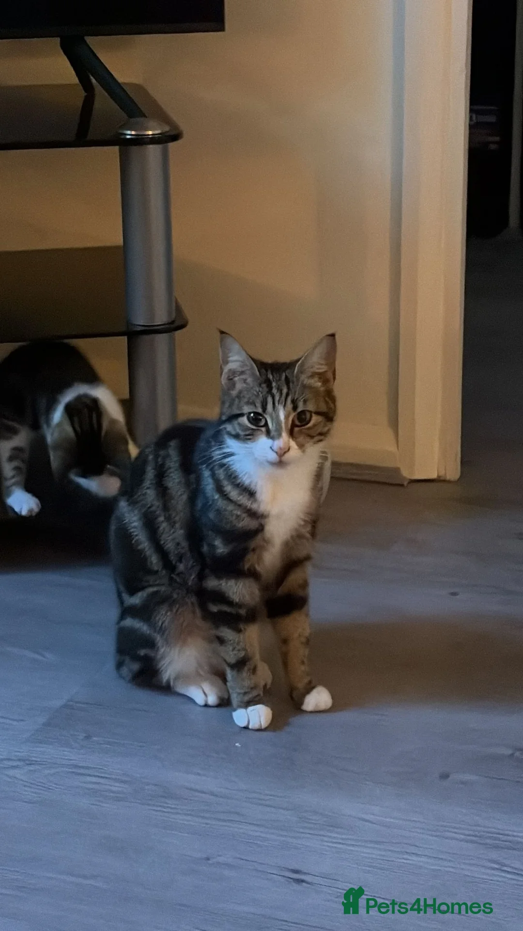 British Shorthair cats for sale: Rescue tabby cat in London - Advert 1