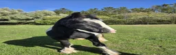 Irish Cob horses for sale: Traditional Cob - Advert 5