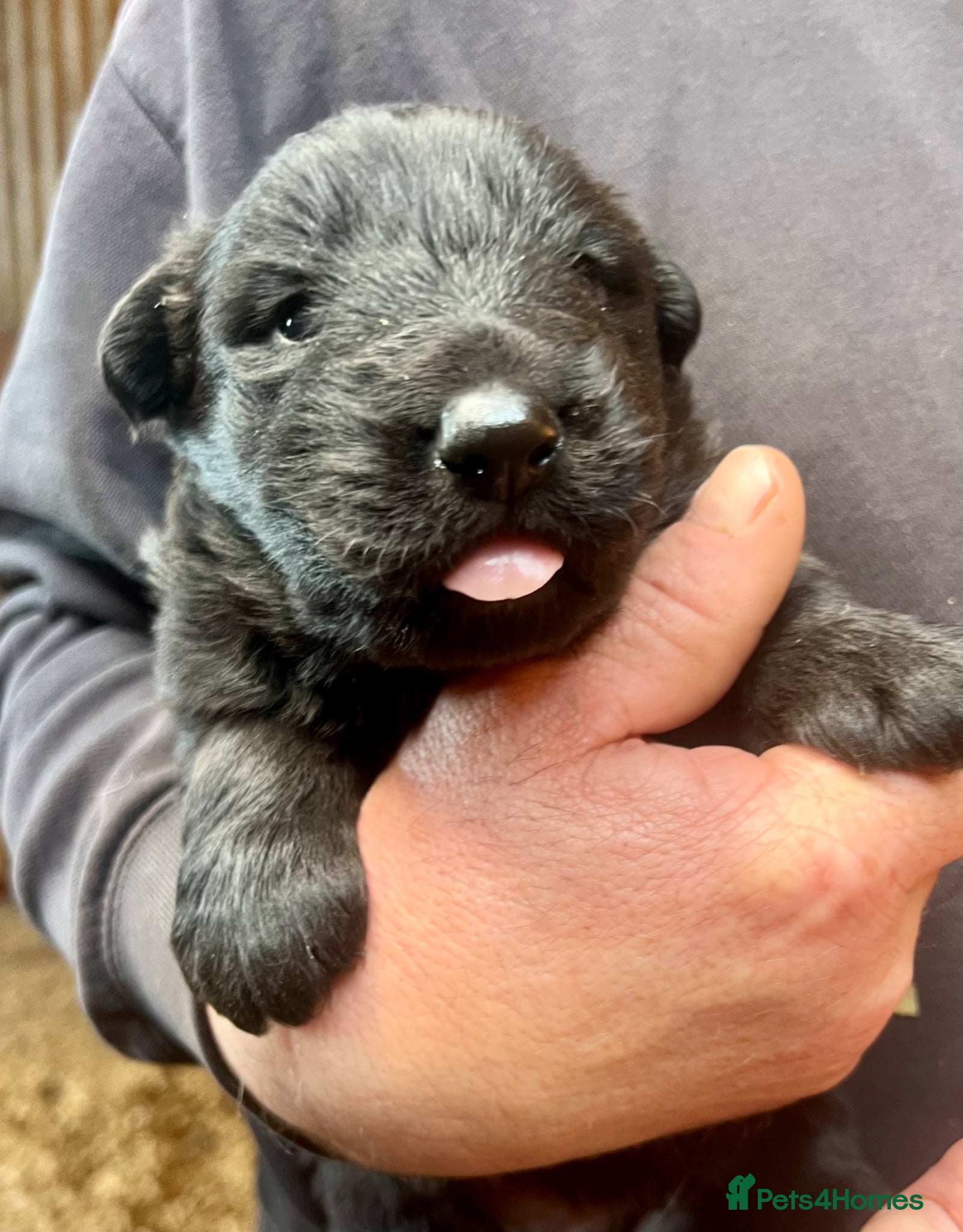 German Shepherd dogs 3 beautiful straight back German shepherd puppys - Advert 3