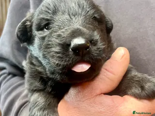 German Shepherd dogs 3 beautiful straight back German shepherd puppys - Advert 3